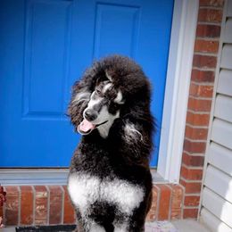 Poodle All Grown Up from High Desert Standard Poodles