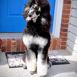Poodle All Grown Up from High Desert Standard Poodles