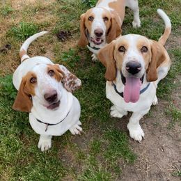 Basset Hounds from Deez Bassets