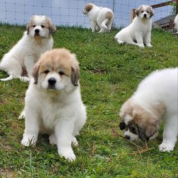 Great Pyrenees Puppies from Empyre Great Pyrenees
