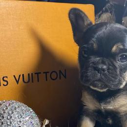 French Bulldogs and Poodles from Pawsh Petites