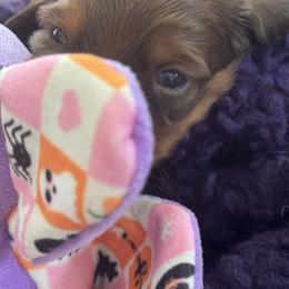 Dachshund Puppies from Hannau Doxies