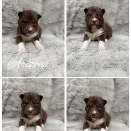 Arizona - Red and white female Siberian Husky puppy in London, Ohio from Rose Trail Siberian’s
