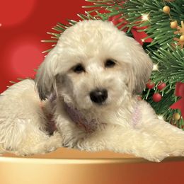 Dachshunds, Dalmatians, Havanese, Maltese, Pomeranians, and Poodles from Destination Dalmatian