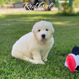 Red Girl - White female Great Pyrenees puppy in Red Bluff, California from River's Bend Walnut Orchard