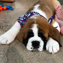 Waffles - Orange and white male Saint Bernard puppy in Double Springs, Alabama from St Bernard Kingdom, LLC