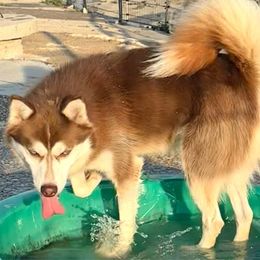 Rusty - Siberian Husky