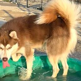 Rusty - Siberian Husky