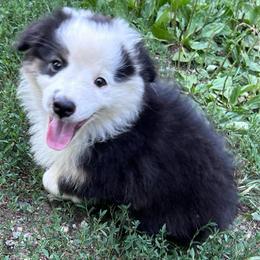 Domino - Black tri male Miniature American Shepherd puppy in Greenboro, North Carolina from Rustlingrass Miniature American Shepherds