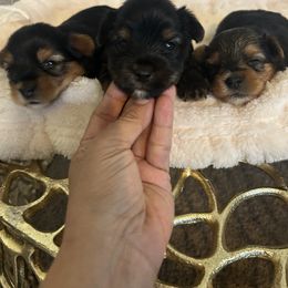 Yorkshire Terrier Puppies from XOXO Yorkies