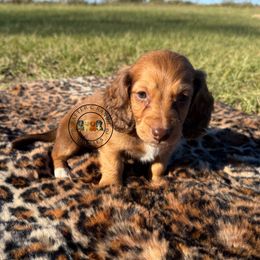 MALE 4 CB - Red male Dachshund puppy in Carthage, Texas from Rafter C Ranch Doxies
