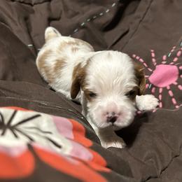 Asher - Blenheim male Cavalier King Charles Spaniel puppy in Fairmount, Indiana from Dream Maker Cavaliers