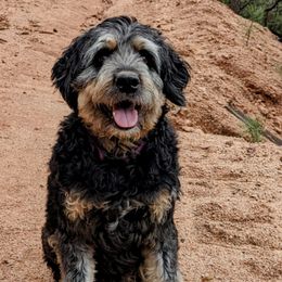 Bernedoodles and Cavapoos from SanTan Doodles