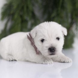 Mauve - White female West Highland White Terrier puppy in Mount Joy, Pennsylvania from K&M Kennel