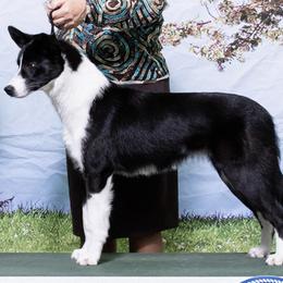 Racy - Border Collie