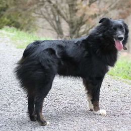 Taz - Australian Shepherd