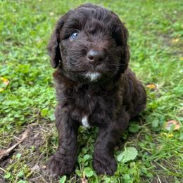 Sven - Red male Aussiedoodle puppy in Churchville, New York from Bluebird Family Farm