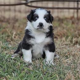 Vegas - Black tri-color male Australian Shepherd puppy in Olivehurst, California from Double M Aussies