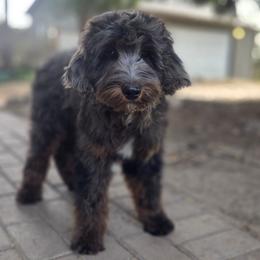 Colorado - Blue merle male Bernedoodle puppy in Boise, Idaho from Nesting Dolls