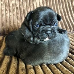 French Bulldogs from Antionette's Frenchies