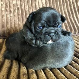 French Bulldogs from Antionette's Frenchies