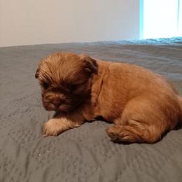 John Henry 4 - Chocolate male Shih Tzu puppy in Grand Prairie, Texas from R&R Shih-Tzus & Stud Services