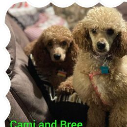 Bree - Poodle