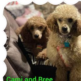 Bree - Poodle