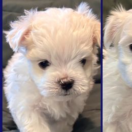 Maltese from Hops-a-Lot Maltese Ranch