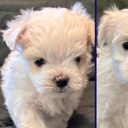 Maltese from Hops-a-Lot Maltese Ranch