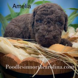 Amelia - Brown female Poodle puppy in Greenville, North Carolina from Grace Poodles