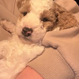 Cockapoo and Goldendoodle Puppies from Jax Doodles