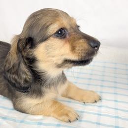 Slice - Red male Dachshund puppy in Sacramento, California from MiniDoxPups