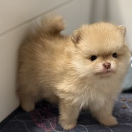 Tate - Cream sable male Pomeranian puppy in Newport Beach, California from Exotic City Pomeranians and chihuahuas
