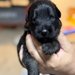 Fester- Blue Collar - Black and tan male German Shepherd puppy in Barnhart, Missouri from Combat Creek German Shepherds