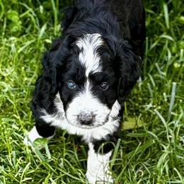 Black and White Male - Black tri-color male Aussiedoodle puppy in Parma, Idaho from Arena Valley Acres