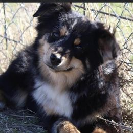 Heifer - Toy Australian Shepherd