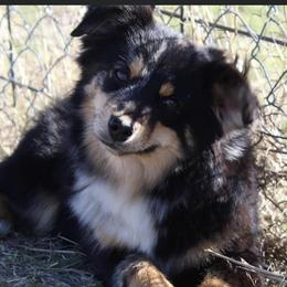 Heifer - Toy Australian Shepherd