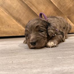 Blue Merle female 2 - Merle female Goldendoodle puppy in Vallejo, California from Well Rooted Doodles