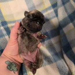 Girl 3 - Fawn female Pug puppy in Auburn, Kentucky from Prentice Family Pugs