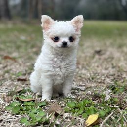 Chihuahua Puppies from BonBon Chihuahuas