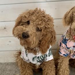 Goldendoodles and Poodles from Krispydoodle
