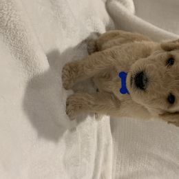 Goldendoodle and Poodle Puppies from Megan Lennox