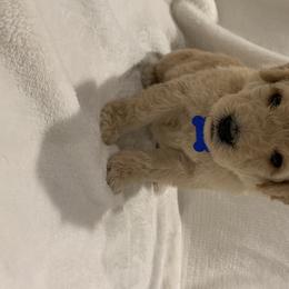 Goldendoodle and Poodle Puppies from Megan Lennox
