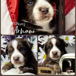 2 Armani, RTM - Red tri-color male Miniature American Shepherd puppy in Huntington, Texas from JKKJ Farms, LLC