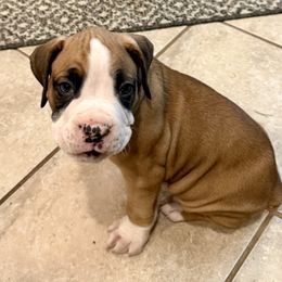 Aden - Fawn male Boxer puppy in Selmer, Tennessee from Sisco Boxers Tennessee