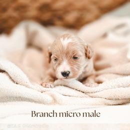 Branch - Red  male Goldendoodle puppy in Punta Gorda, Florida from Transformation Acres Goldendoodle
