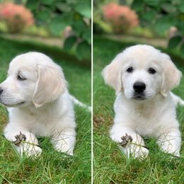 Golden Retriever puppies from Golden Retrievers of GwynEira