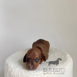 Rachel - Red female Dachshund puppy in Royse City, Texas from Truehearted Miniature Dachshunds