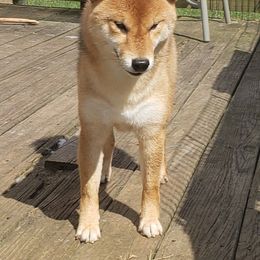 Shiba Inu All Grown Up from Katrina Nielsen